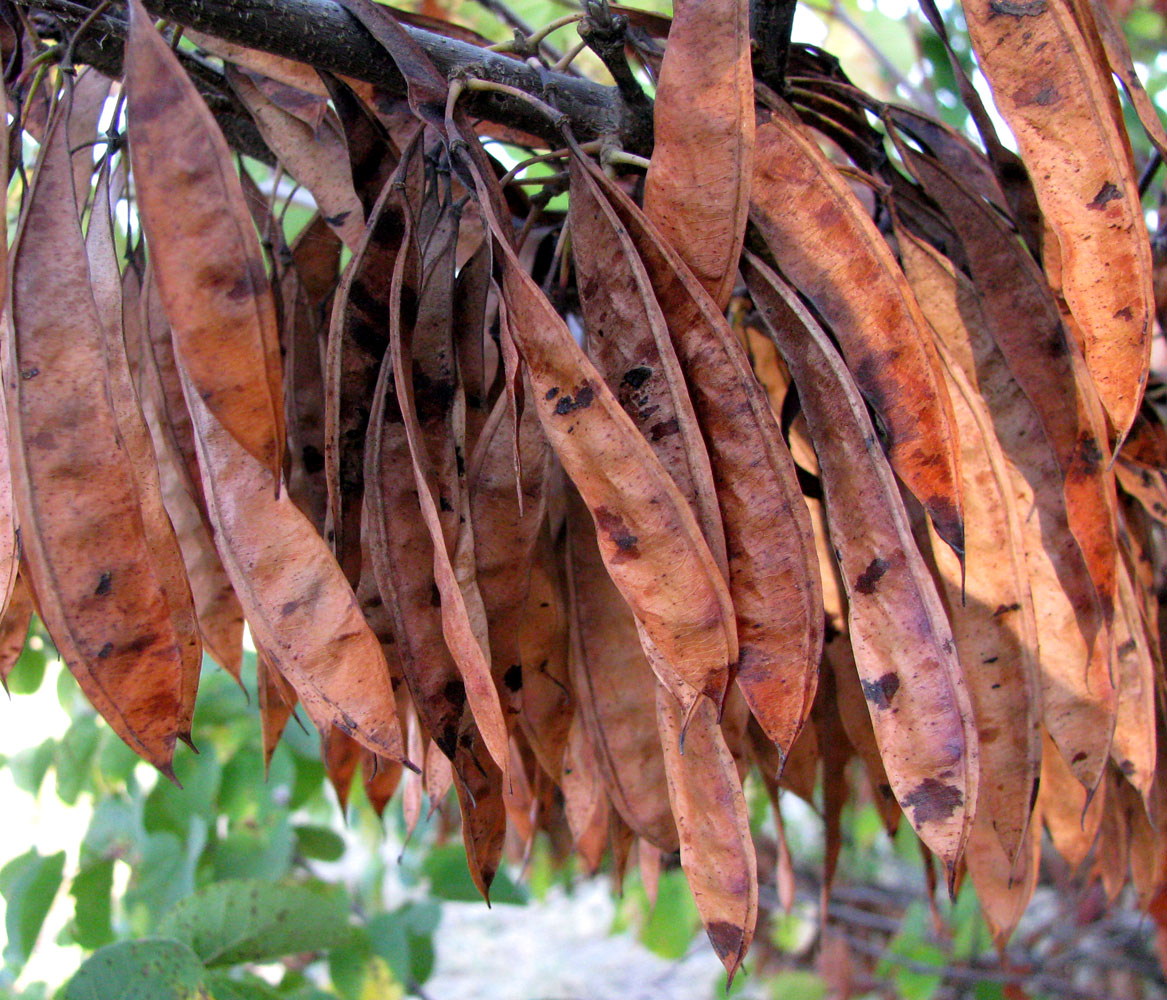 Image of Cercis siliquastrum specimen.
