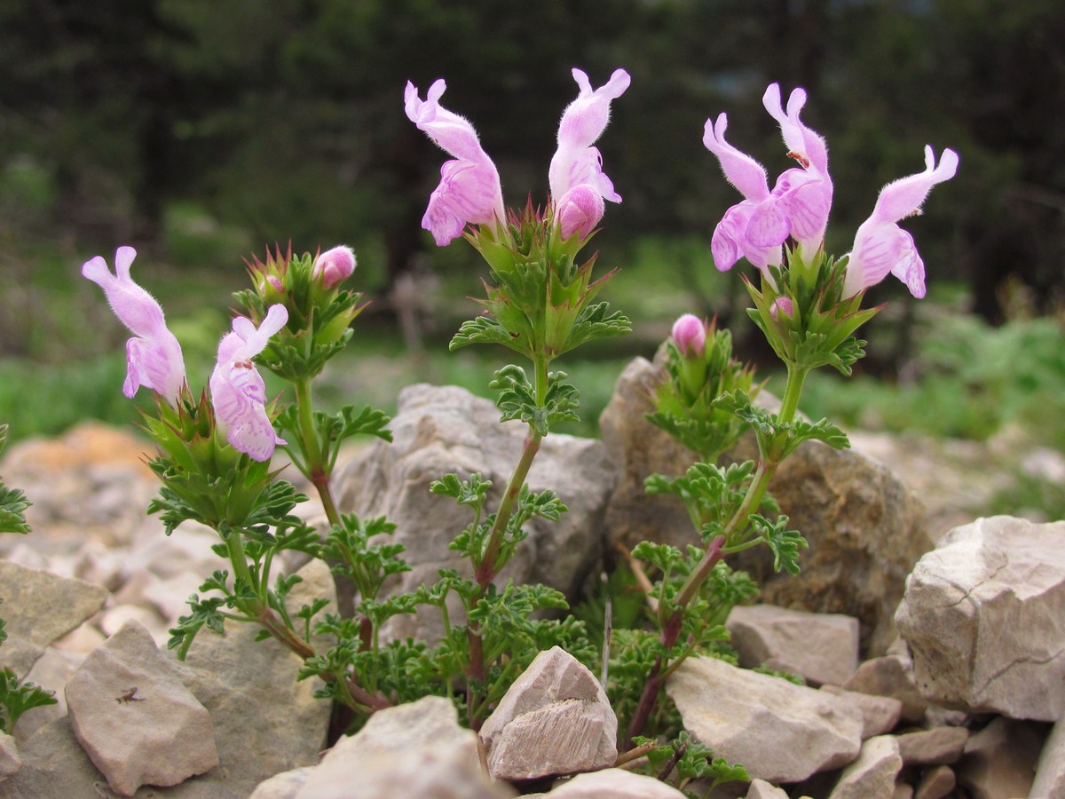 Image of Lamium glaberrimum specimen.