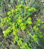 Euphorbia