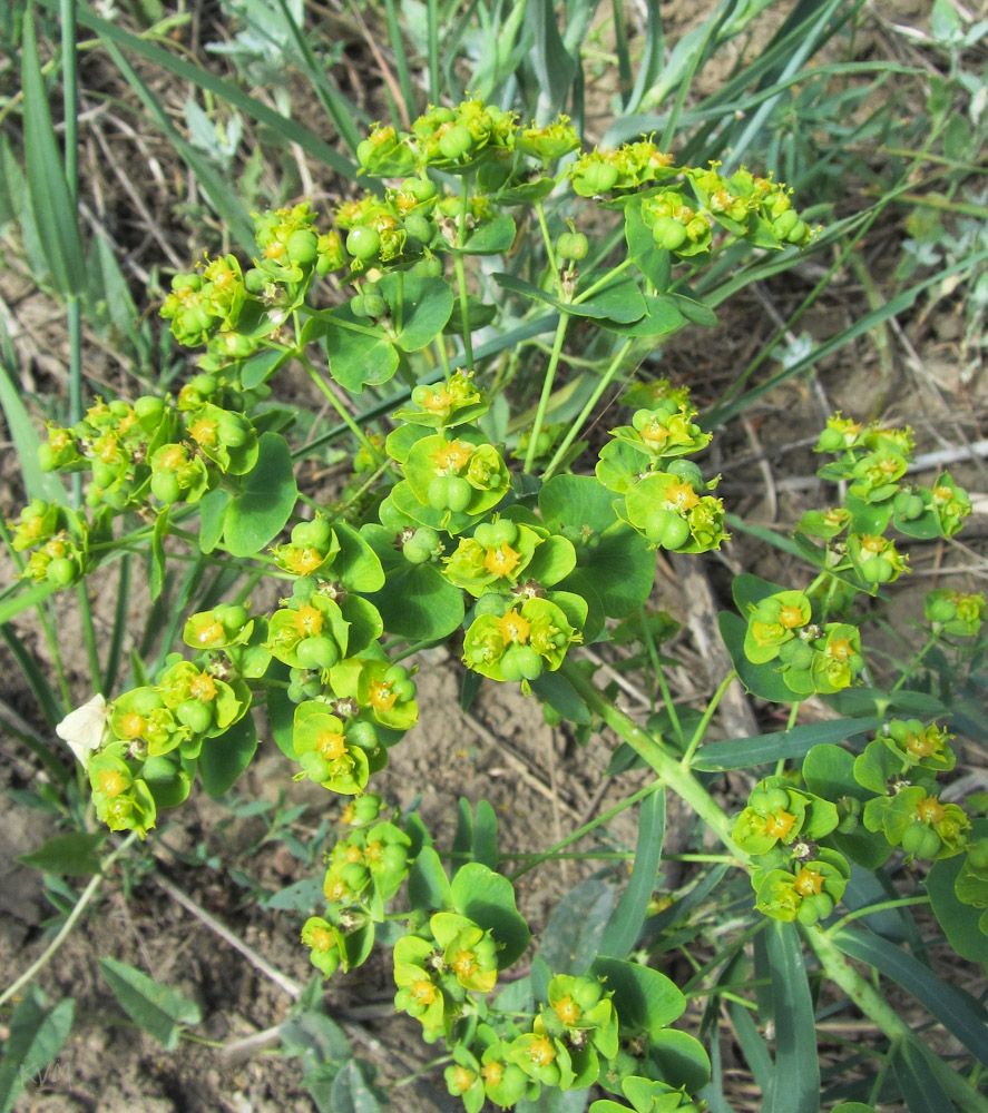 Image of genus Euphorbia specimen.