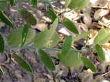 Capparis cartilaginea. Часть побега. Израиль, Эйлатские горы. 07.06.2012.