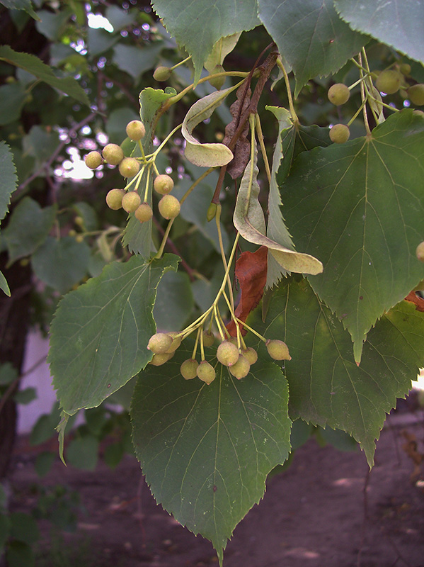 Image of Tilia platyphyllos specimen.