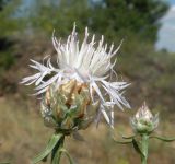 Centaurea konkae