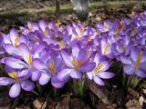 Crocus tommasinianus