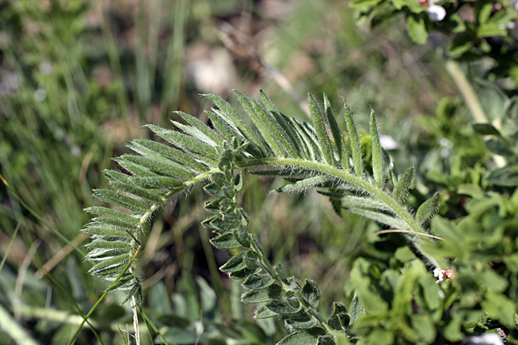 Изображение особи род Oxytropis.