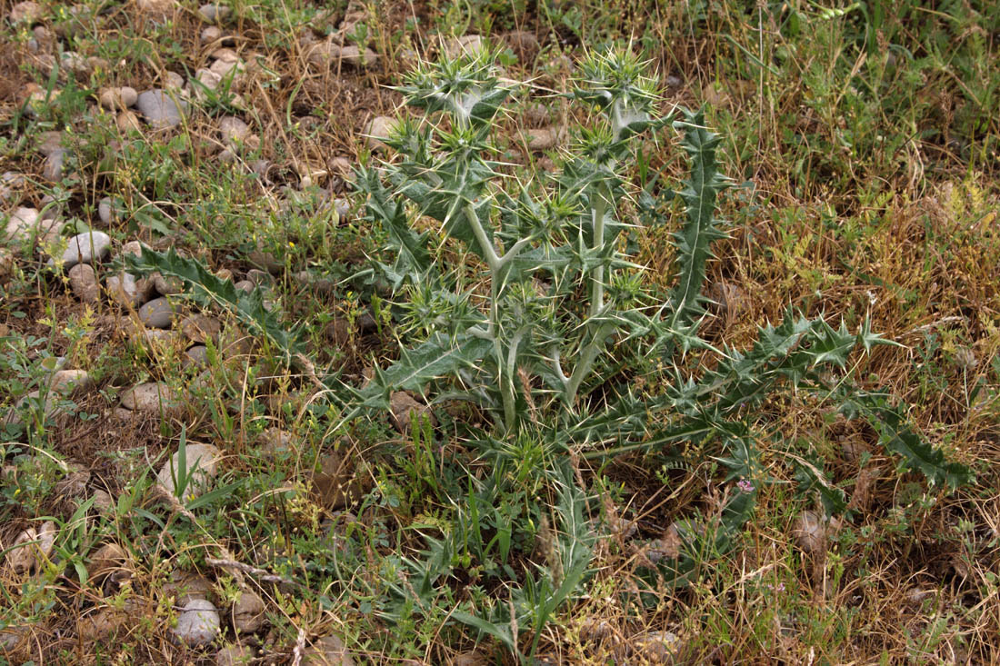Image of Cousinia resinosa specimen.