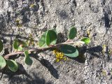 Cotoneaster nefedovii