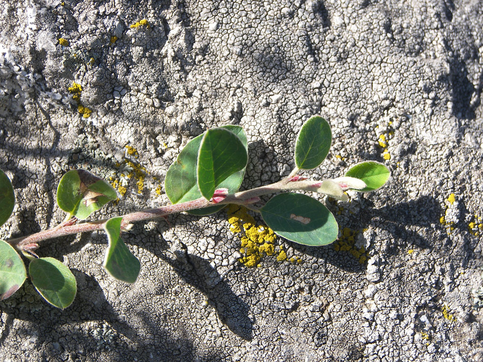 Image of Cotoneaster nefedovii specimen.