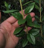 Rhododendron sajanense