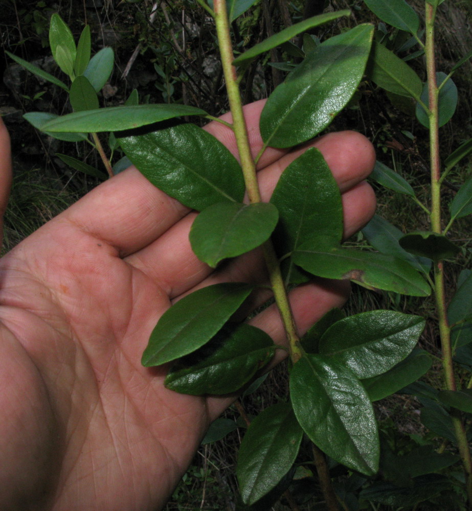 Image of Rhododendron sajanense specimen.