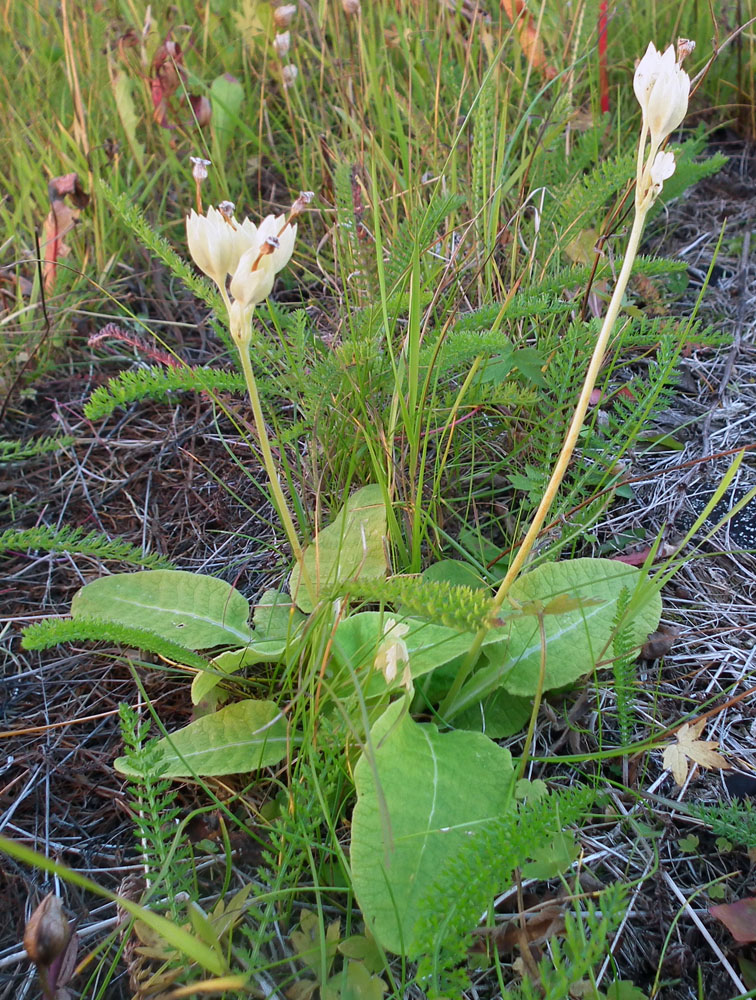 Image of Primula macrocalyx specimen.