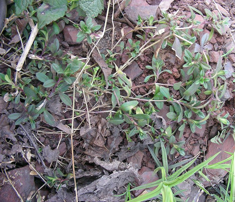 Image of Cerastium holosteoides specimen.