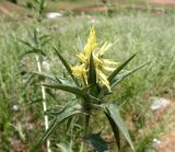 Carthamus × turkestanicus. Соцветие. Туркменистан, хр. Кугитанг. Июнь 2012 г.