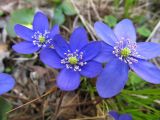 Hepatica nobilis. Цветки. Карелия, Ладожское озеро, о. Валаам. 15.05.2012.