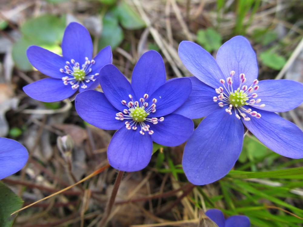 Image of Hepatica nobilis specimen.