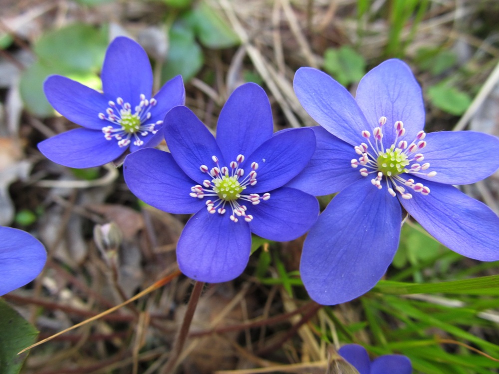 Изображение особи Hepatica nobilis.