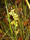 Image of taxon representative. Author is Леонид Попов