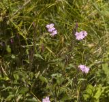 Epilobium montanum. Верхушки растений с цветками и завязавшимися плодами. Северный Кавказ, южный склон Эльбруса, долина р. Терскол. 23.07.2012.