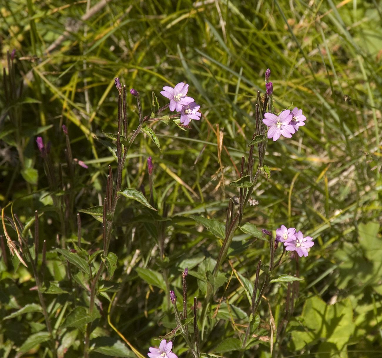 Image of Epilobium montanum specimen.