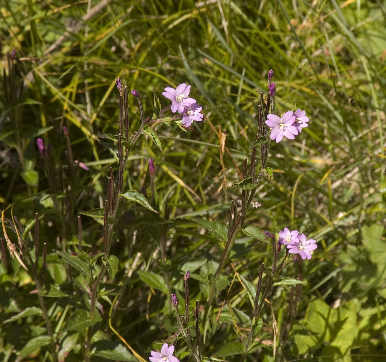 Изображение особи Epilobium montanum.