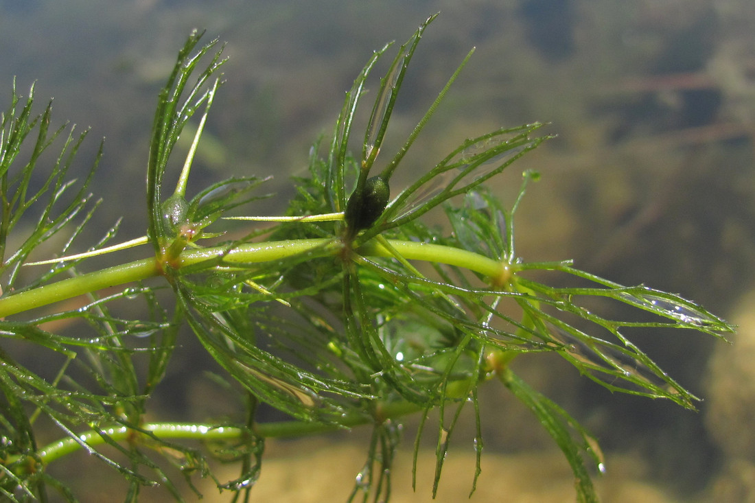 Изображение особи Ceratophyllum pentacanthum.