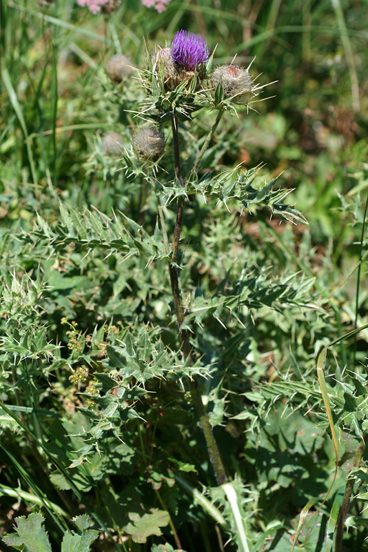 Image of Cirsium pugnax specimen.