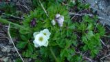 Anemonastrum sachalinense