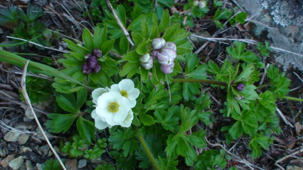 Изображение особи Anemonastrum sachalinense.