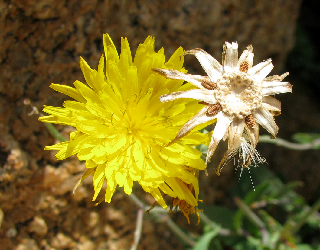 Image of Reichardia picroides specimen.