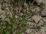 Spergularia rubra