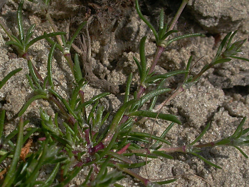 Изображение особи Spergularia rubra.