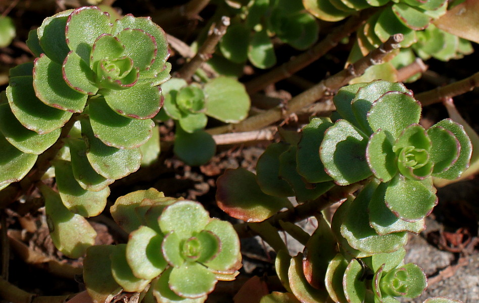 Image of Sedum spurium specimen.