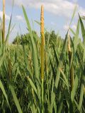 Typha latifolia