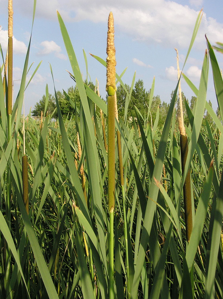 Image of Typha latifolia specimen.