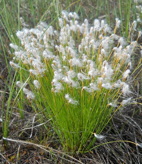 Image of Trichophorum alpinum specimen.