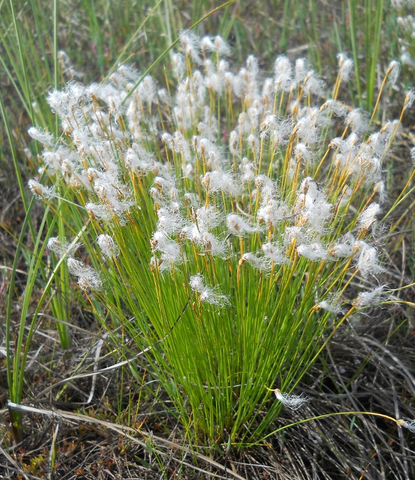 Image of Trichophorum alpinum specimen.