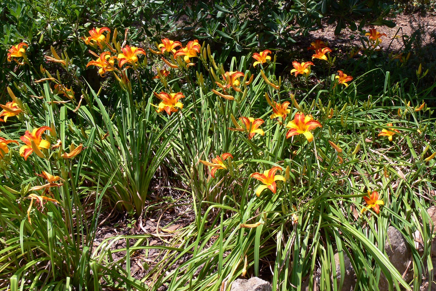 Изображение особи Hemerocallis × hybrida.