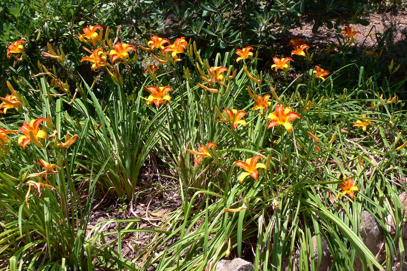 Image of Hemerocallis &times; hybrida specimen.