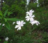 Lychnis sibirica. Верхушка цветущего растения. Иркутская обл., окр. г. Бодайбо, берег р. Бисяга. 08.07.2012.