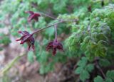 Thalictrum foetidum подвид acutilobum. Верхушка побега с плодами. Иркутская обл., оз. Байкал, о. Ольхон, окр. пос. Хужир, берег Малого Моря, мыс Татайский, кромка берегового обрыва. 25.07.2012.