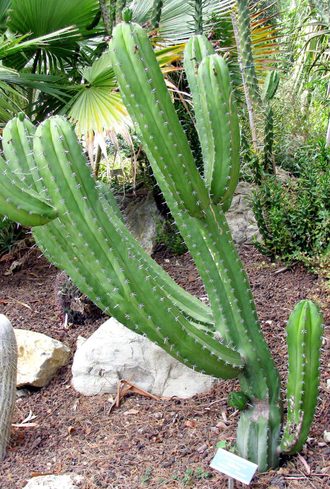 Image of Polaskia chichipe specimen.