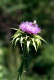 Silybum marianum
