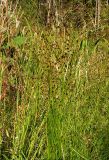 Juncus alpino-articulatus ssp. fischerianus
