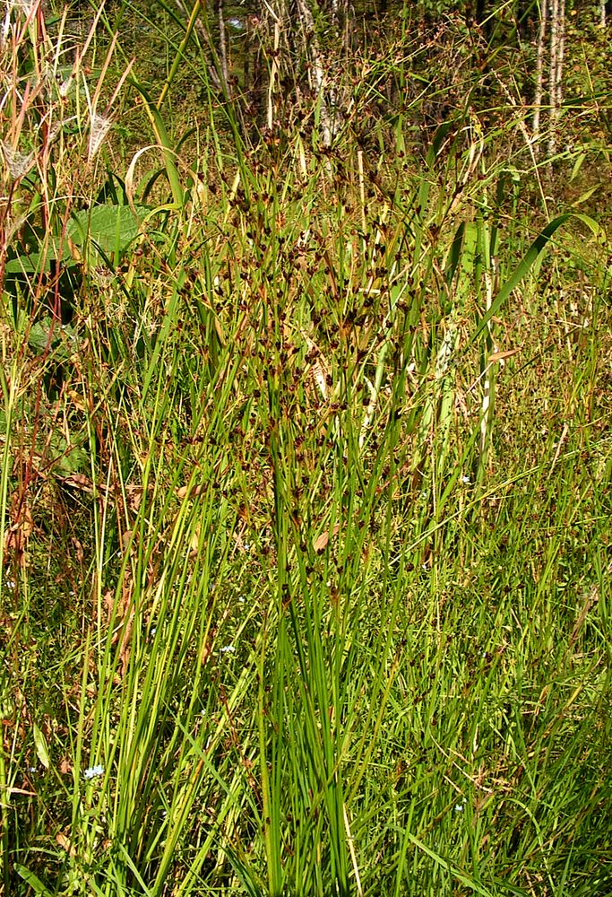 Изображение особи Juncus alpino-articulatus ssp. fischerianus.