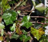 Hedera hibernica