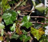 Hedera hibernica