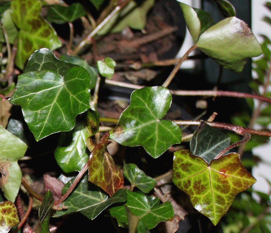 Image of Hedera hibernica specimen.