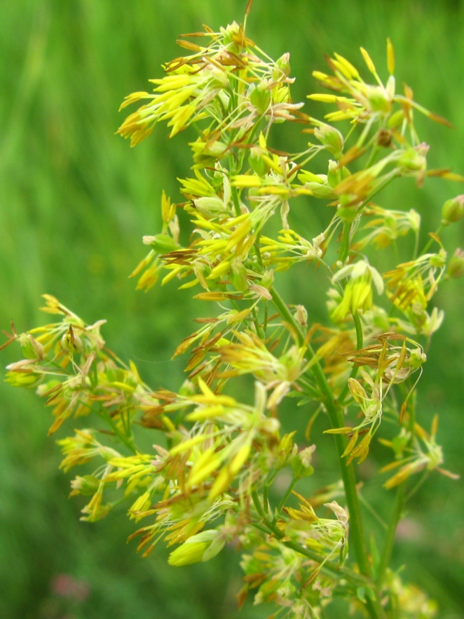 Image of Thalictrum simplex specimen.