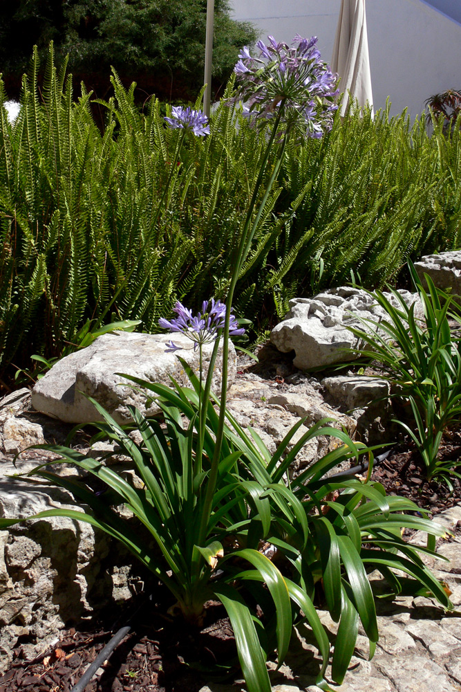 Image of Agapanthus africanus specimen.