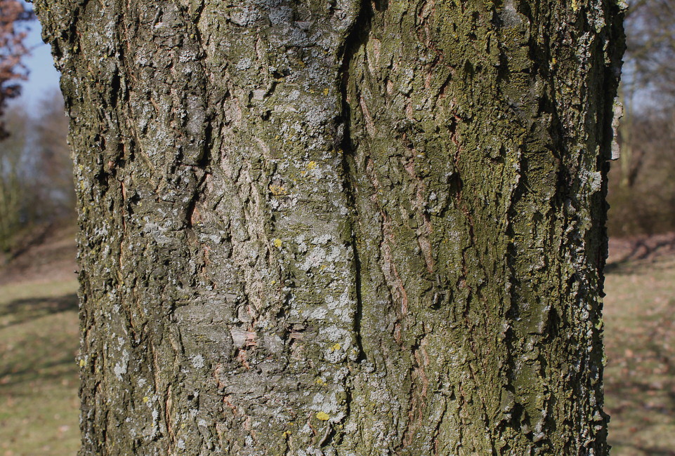 Image of Cerasus avium specimen.